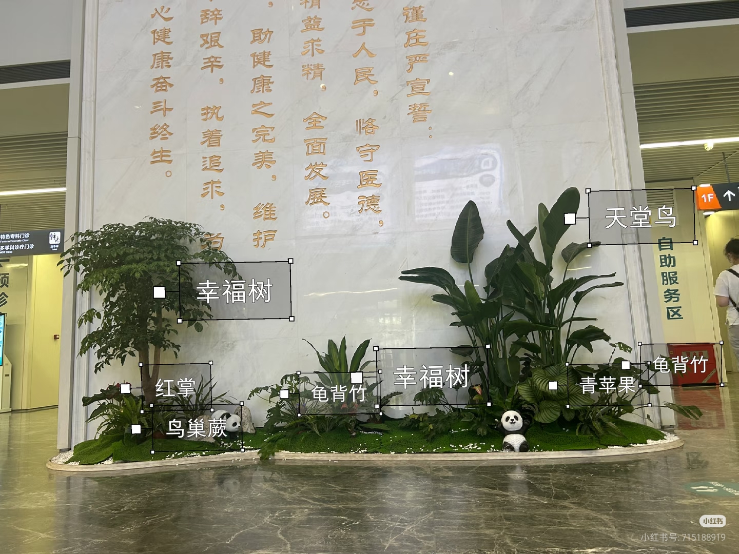 医院绿植租摆案例